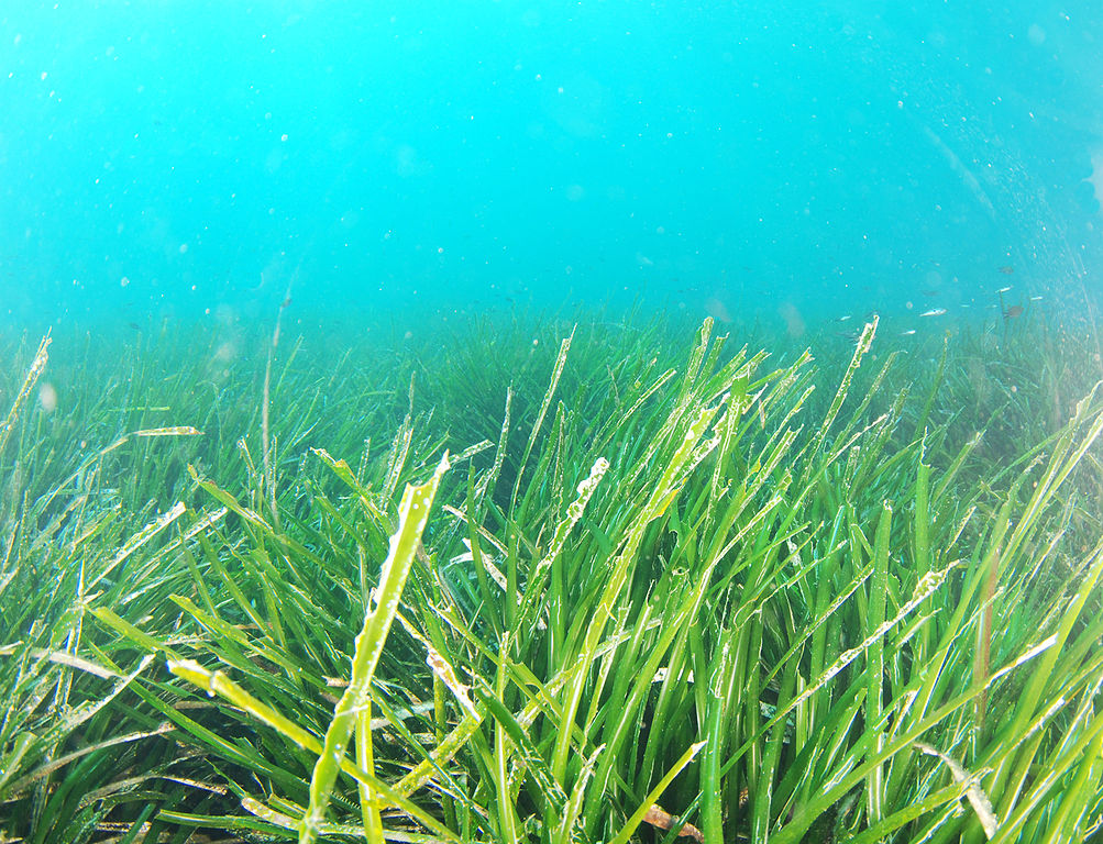 Posidonia en el Mediterráneo
