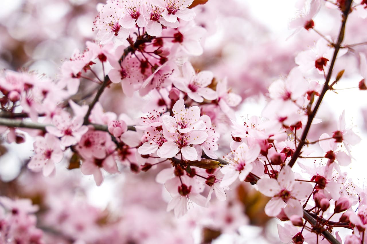 Almendros en Flor en Ibiza en primavera