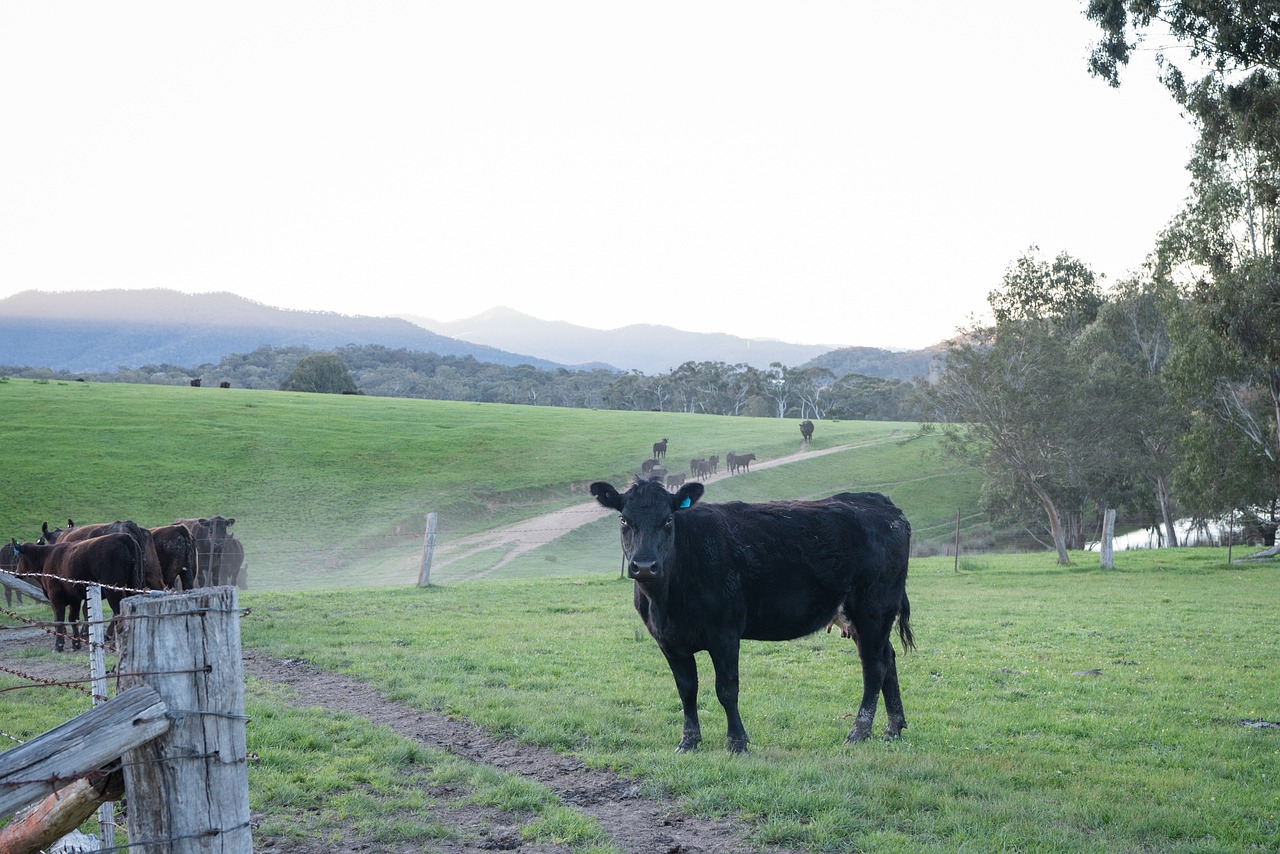 Ternera Black Angus CBbC