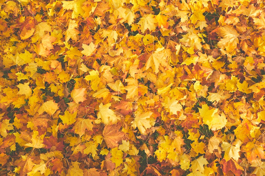 El Médano en otoño